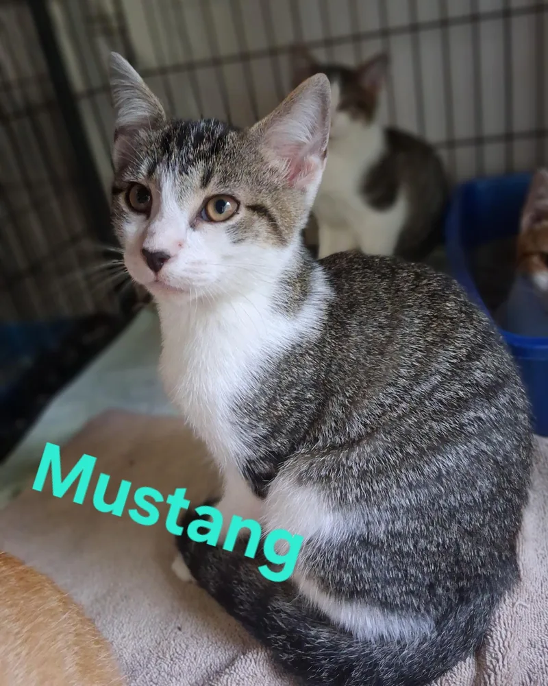 A baby small-sized male Domestic Short Hair cat named Mustang for adoption in Lynchburg, TN