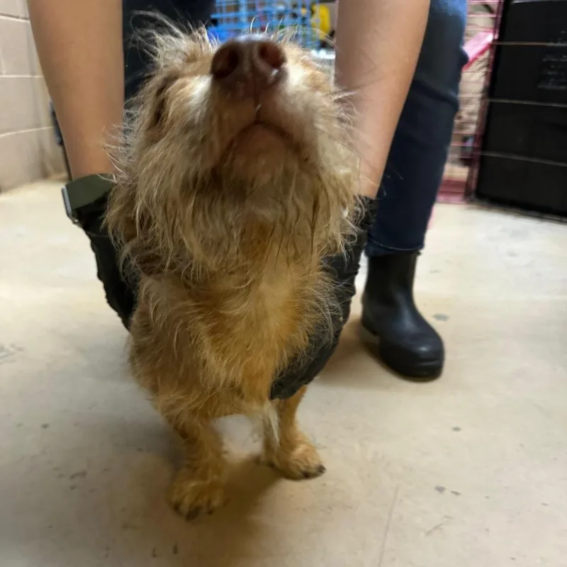 A young small-sized male Brown / Chocolate Mixed Breed dog named Twig for adoption in Gadsden, AL