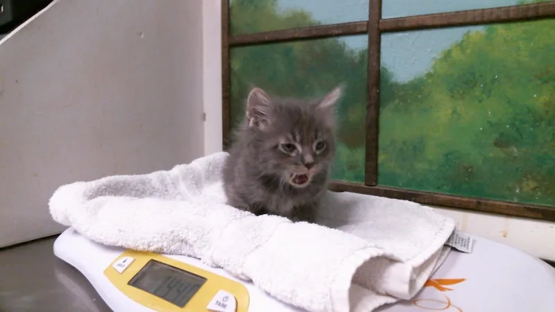 A baby small-sized male Domestic Medium Hair cat named Waffles for adoption in Houston, TX