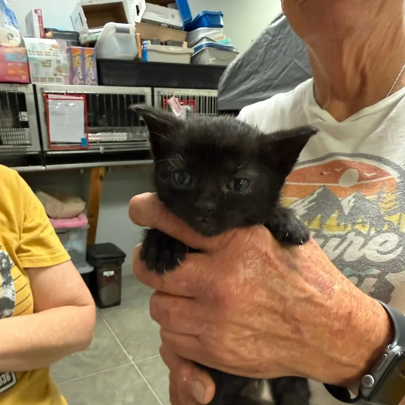 A baby small-sized male Black Domestic Short Hair cat named Skida for adoption in Richmond, IN