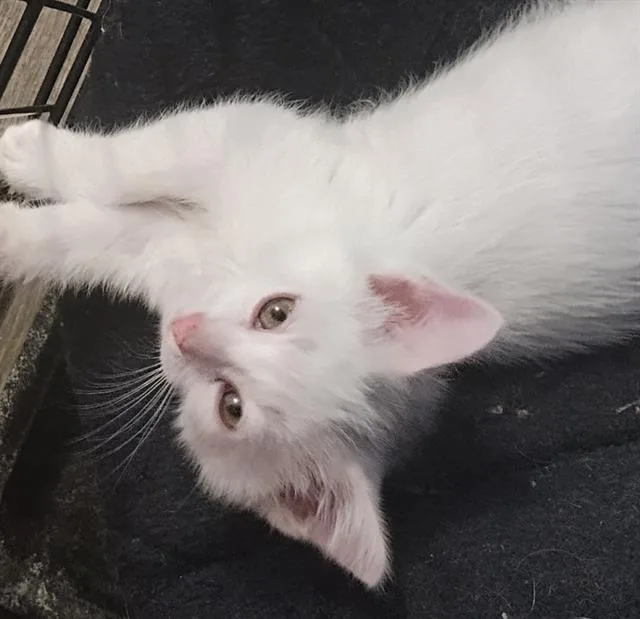 A baby small-sized male Domestic Short Hair cat named Sonder for adoption in Aurora, CO