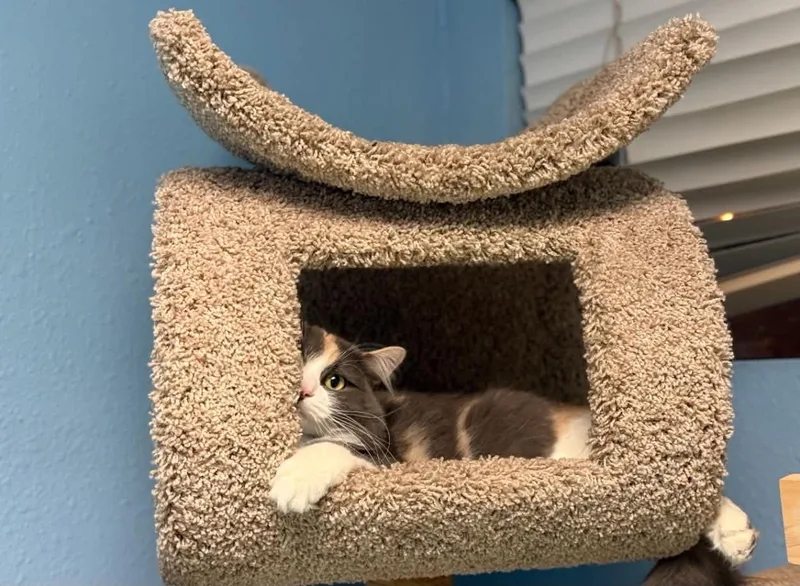 An adult medium-sized female Calico cat named Dinkers for adoption in PHOENIX, AZ