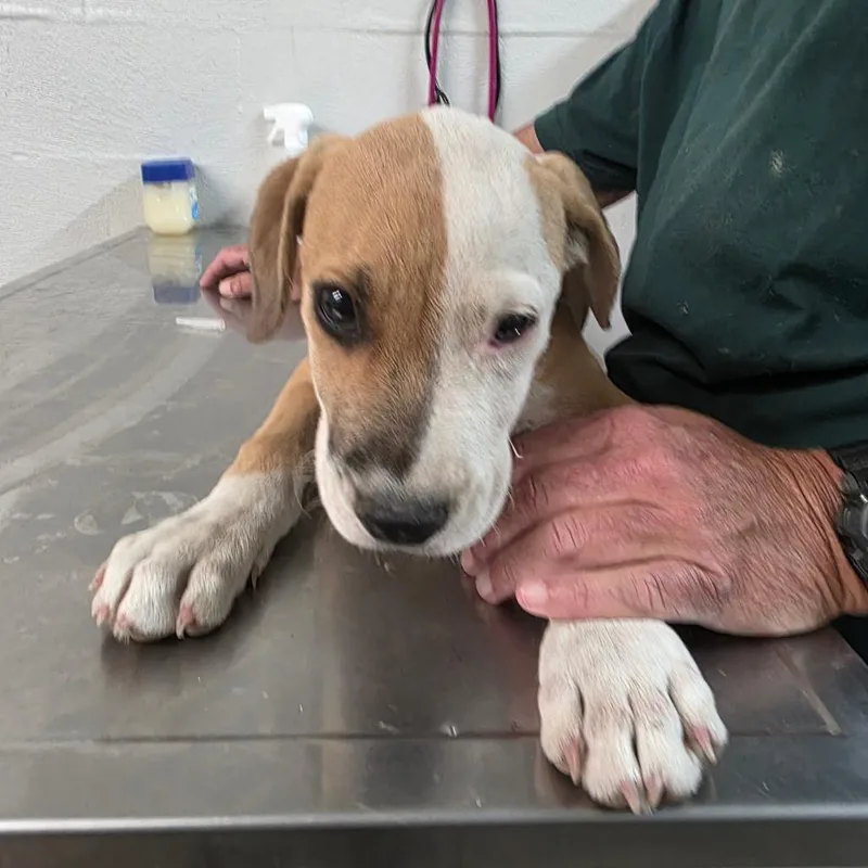 A baby medium-sized male Terrier dog named Batman for adoption in Clanton, AL