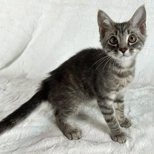 A baby small-sized male Gray / Blue / Silver Domestic Short Hair cat named Appa for adoption in Johnson City, TN