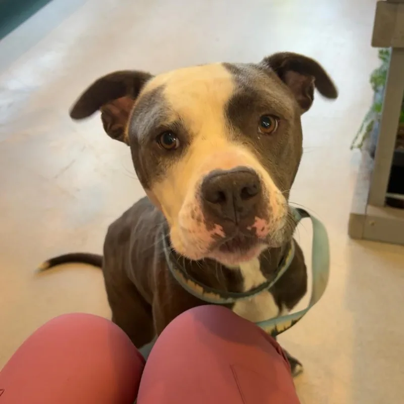 An adult large-sized male Gray / Blue / Silver American Bulldog dog named Stewie U for adoption in Tupelo, MS