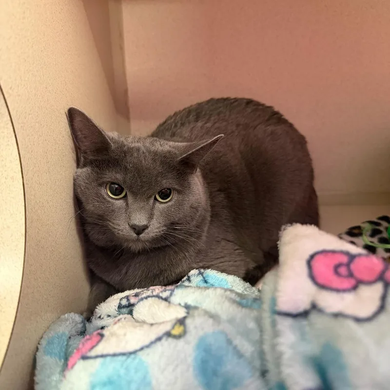 An adult medium-sized female Gray / Blue / Silver Domestic Short Hair cat named Miso for adoption in Rifle, CO
