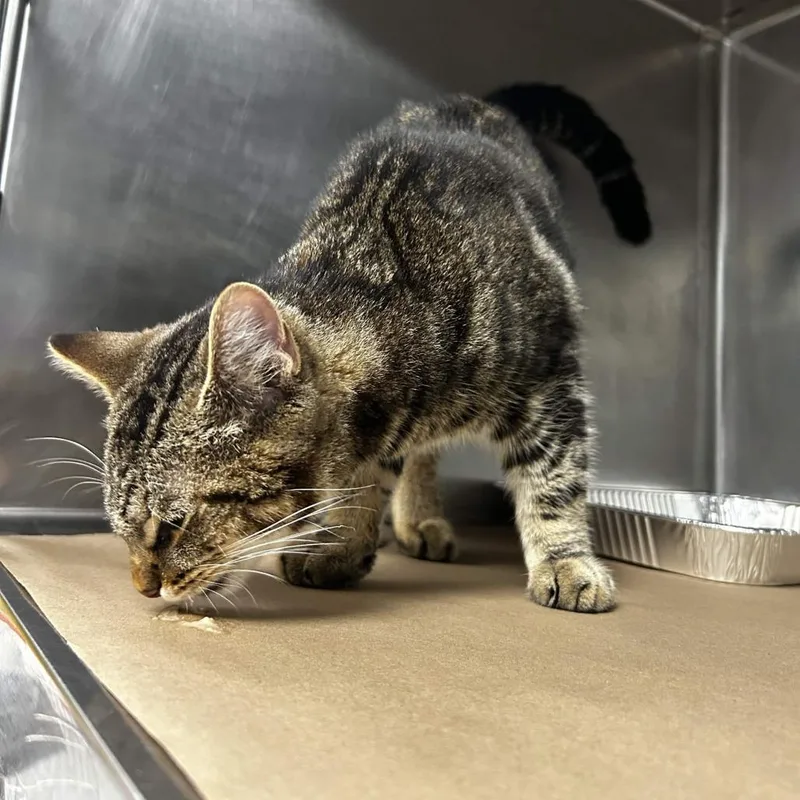 A young medium-sized male Brown / Chocolate Domestic Short Hair cat named Fin for adoption in Greenville, SC
