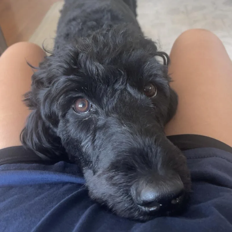 An adult medium-sized female Black Standard Poodle dog named Ivy for adoption in Olive Branch, MS
