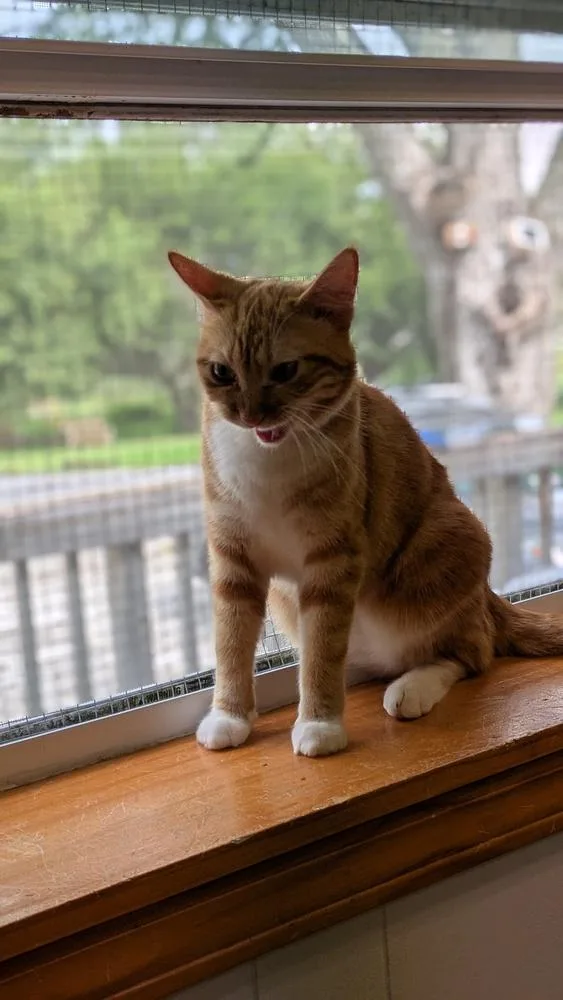 A young medium-sized female Domestic Short Hair cat named Sorbet for adoption in Papillion, NE