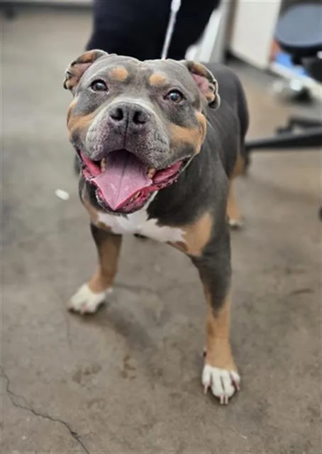 An adult large-sized male Mixed Breed dog named Eli for adoption in Dallas, TX