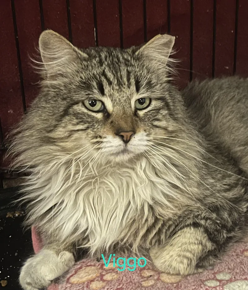 Viggo