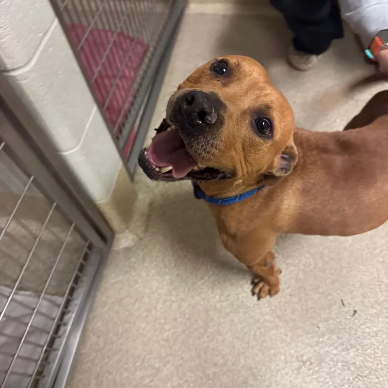 An adult medium-sized male Pit Bull Terrier dog named Louie for adoption in Bristol, IN