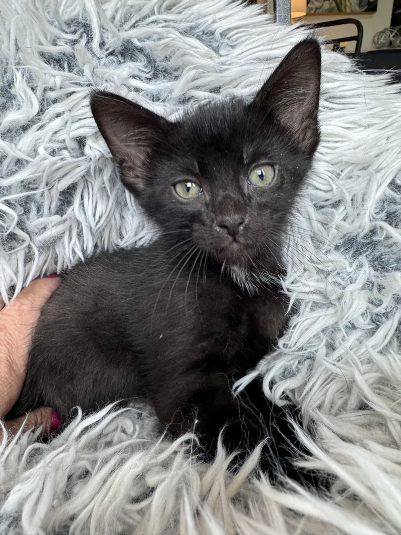 A baby medium-sized male Black & White / Tuxedo Domestic Short Hair cat named Magnum for adoption in Ephrata, WA