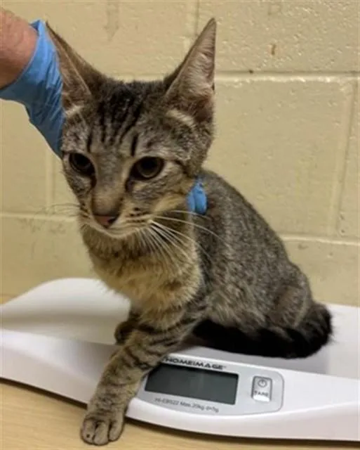 A young small-sized female Domestic Short Hair cat named Alejandra for adoption in Sacramento, CA
