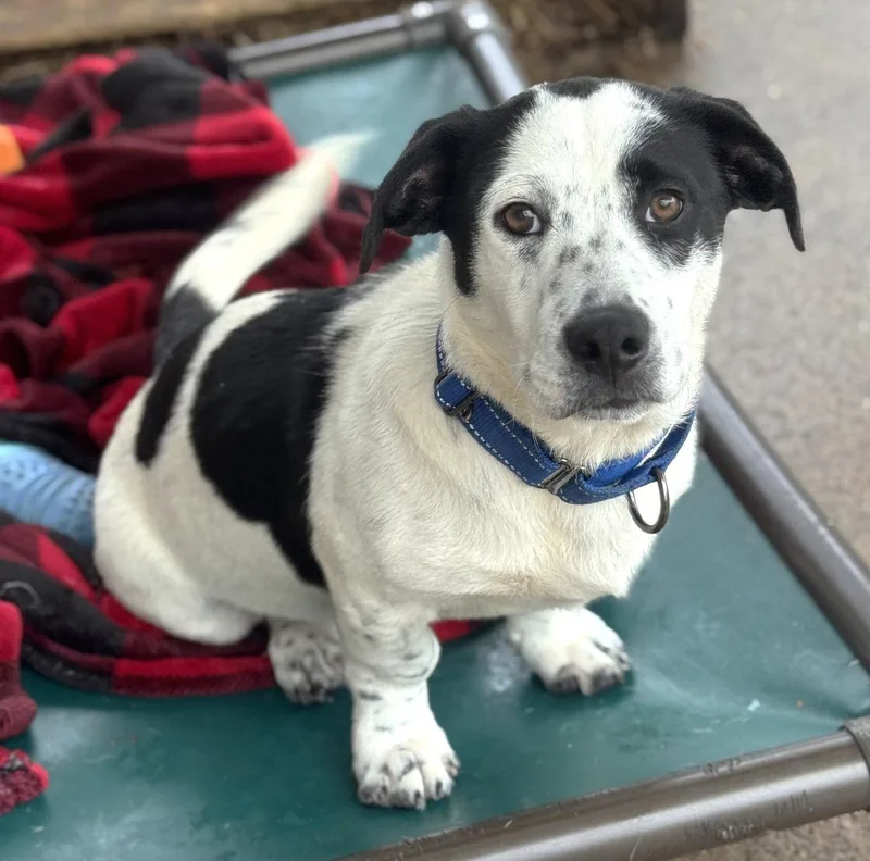 A young medium-sized male Basset Hound dog named Moo Cow Scas for adoption in Rockaway, NJ