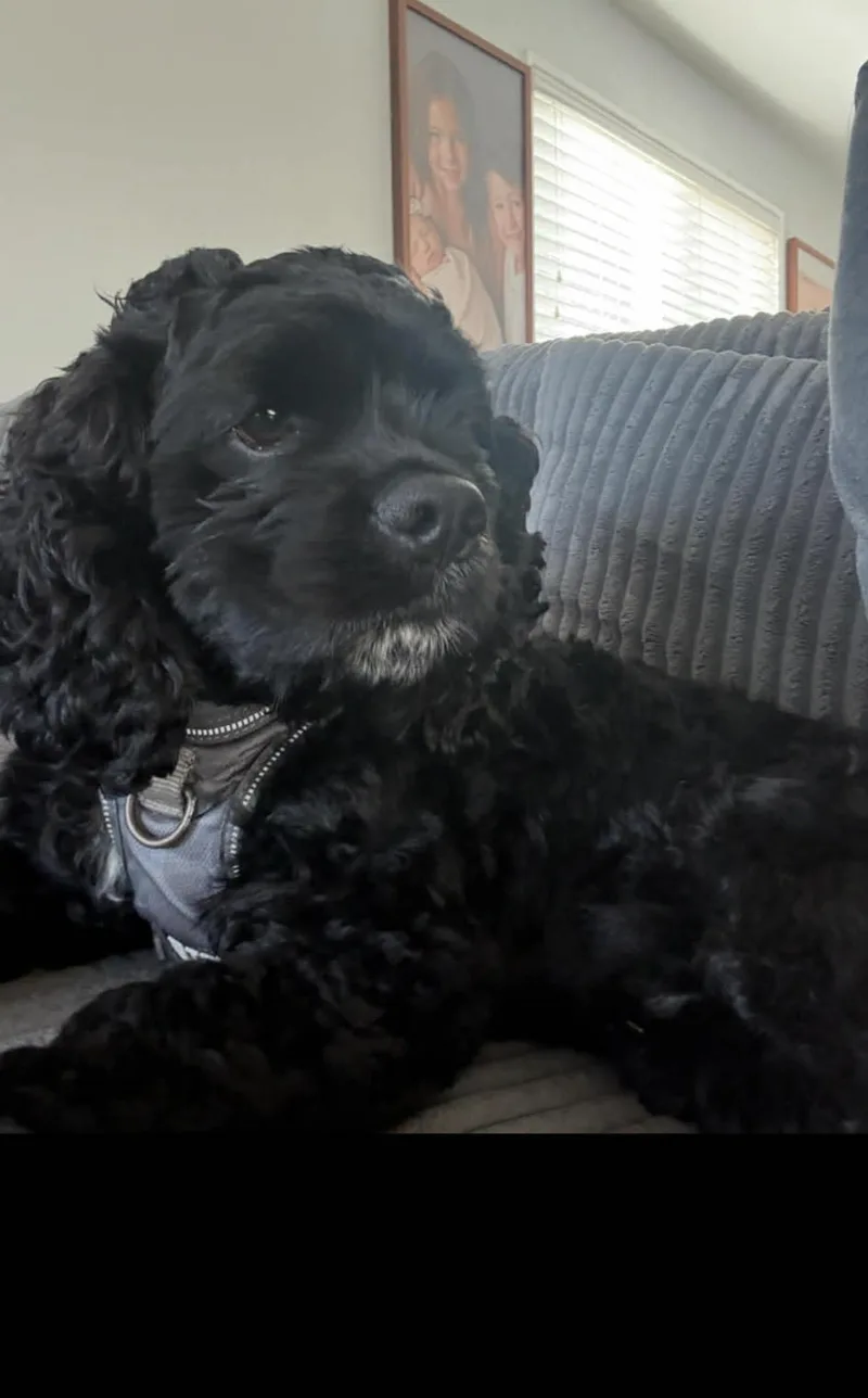 Enzo  The Stunning thumbnail 2