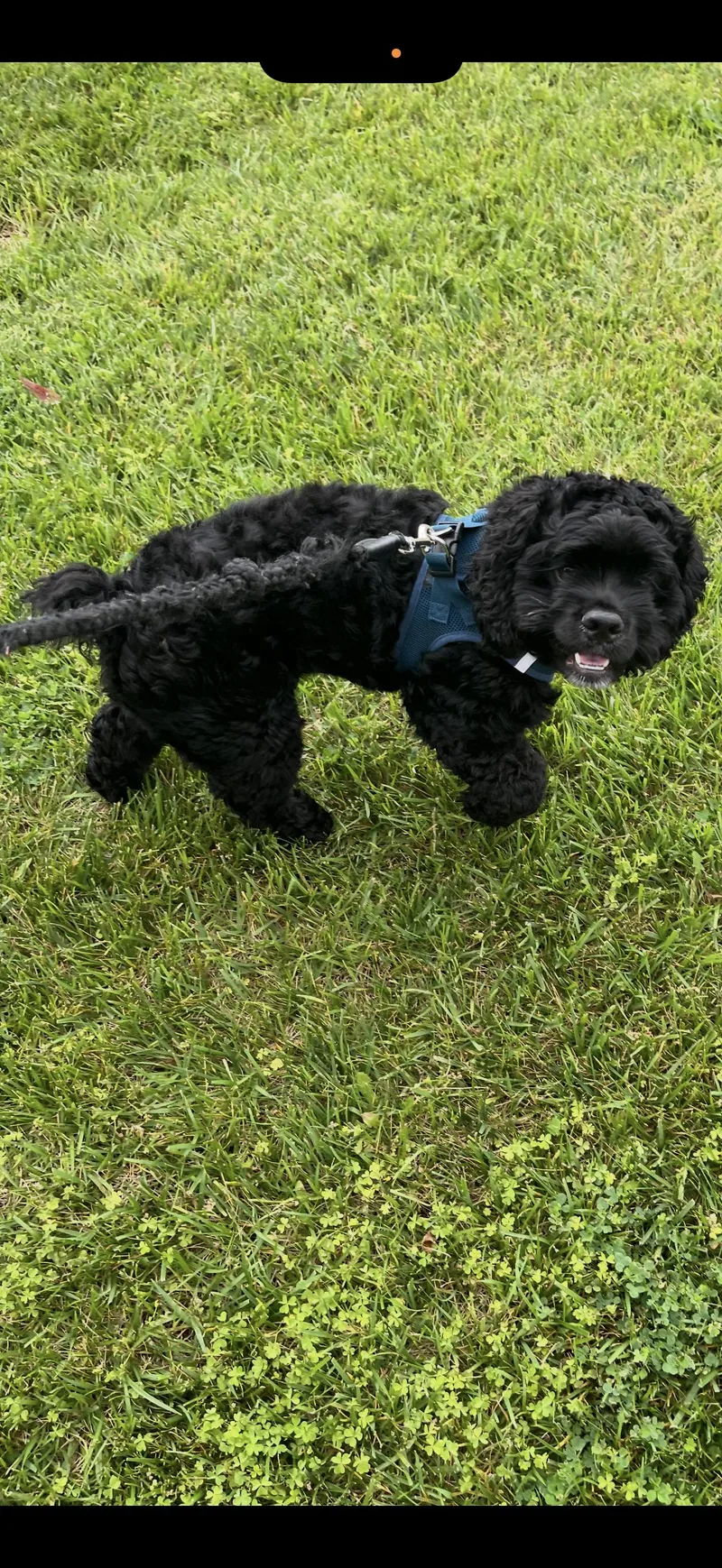 Enzo  The Stunning thumbnail 3