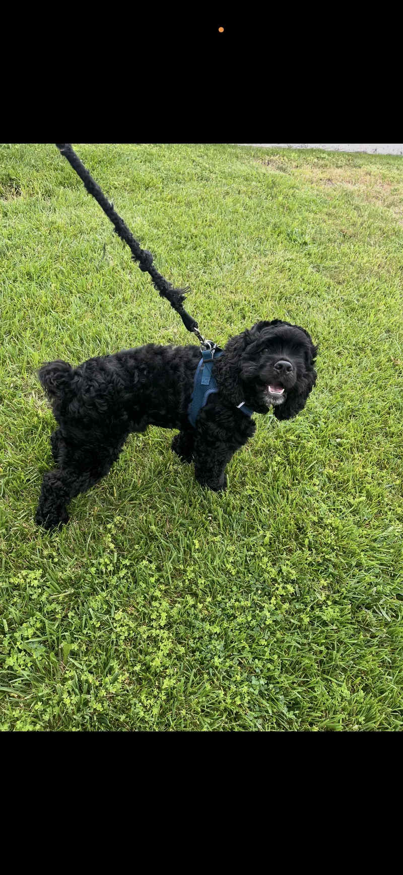 Enzo  The Stunning thumbnail 4