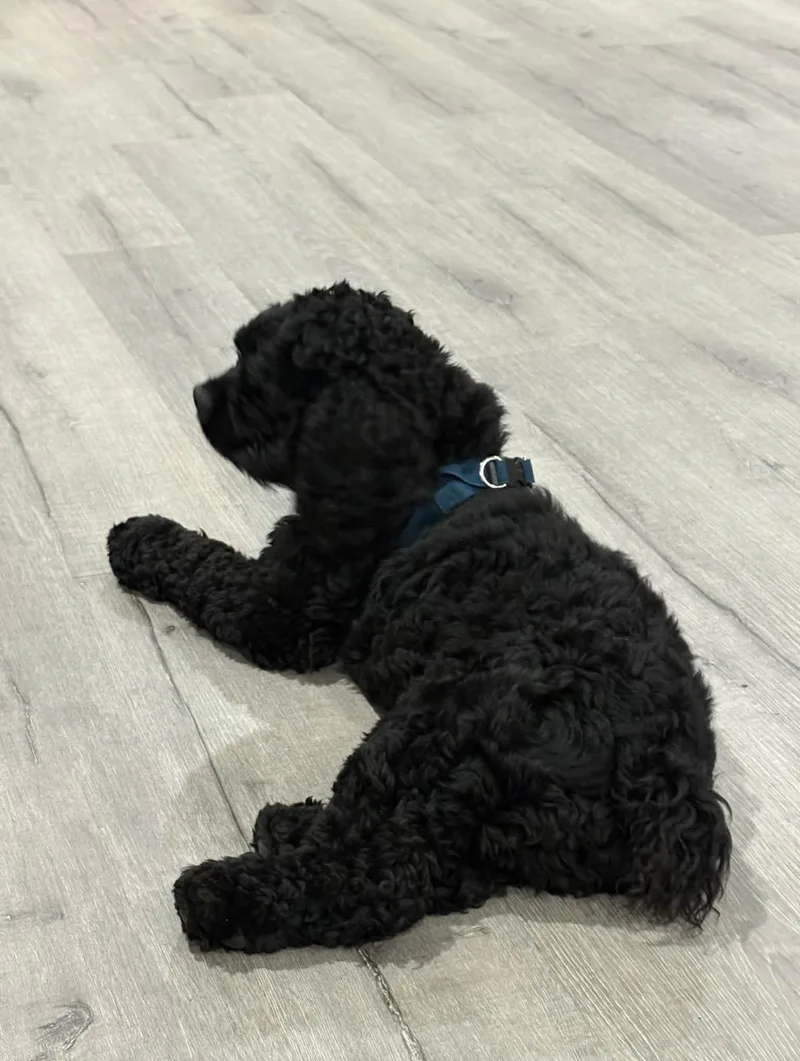 Enzo  The Stunning thumbnail 5