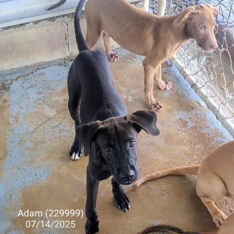 A young small-sized male Black Shepherd dog named Adam for adoption in Edinburg, TX