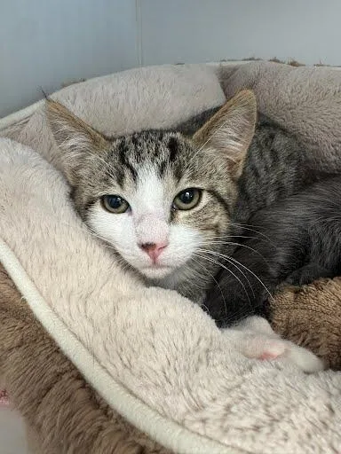 A baby small-sized male Brown / Chocolate Domestic Short Hair cat named Tapuk for adoption in Oakland, CA