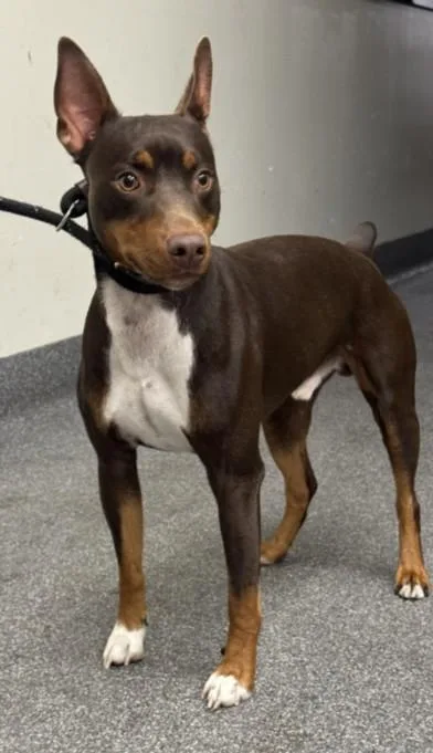 A young medium-sized male Mixed Breed dog named Chip for adoption in Los Angeles, CA