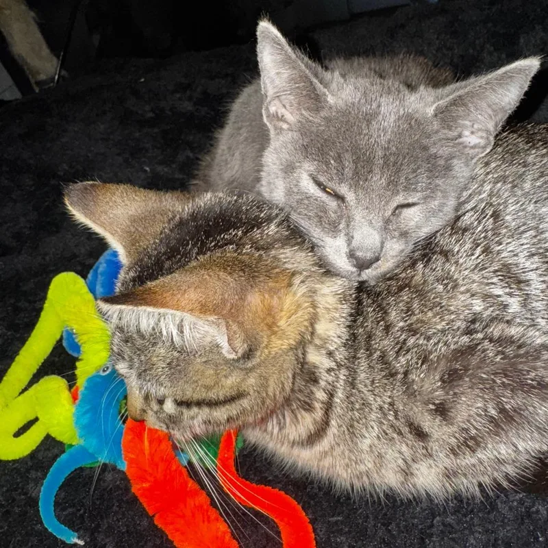 A baby medium-sized female Brown / Chocolate Domestic Short Hair cat named Potato for adoption in Tulsa, OK