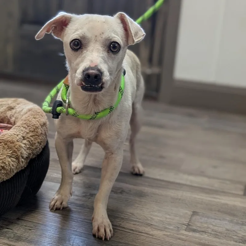 An adult small-sized male White / Cream Chihuahua dog named Clovis for adoption in Buchanan Dam, TX