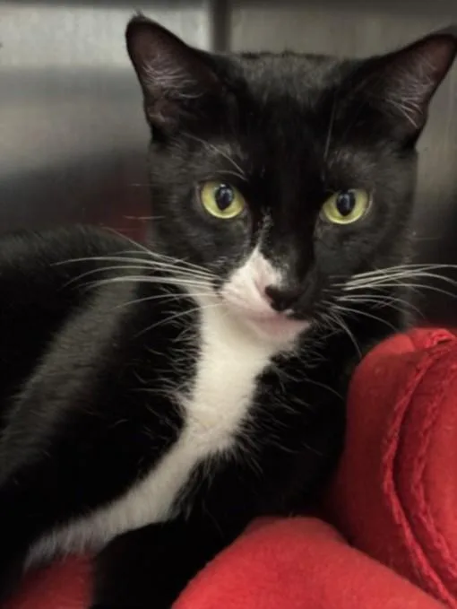 An adult medium-sized female Domestic Short Hair cat named Zayu for adoption in Los Angeles, CA