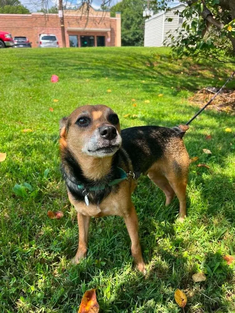 An adult medium-sized male Terrier dog named Barlow for adoption in Candler, NC