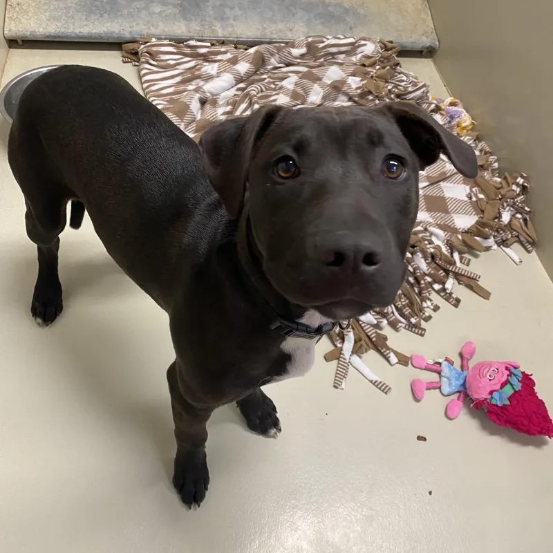 A young medium-sized female Black Pit Bull Terrier dog named Cookies for adoption in Westminster, CA