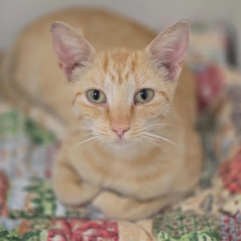 A young medium-sized female Orange / Red Domestic Short Hair cat named Thistle for adoption in Elizabeth City, NC
