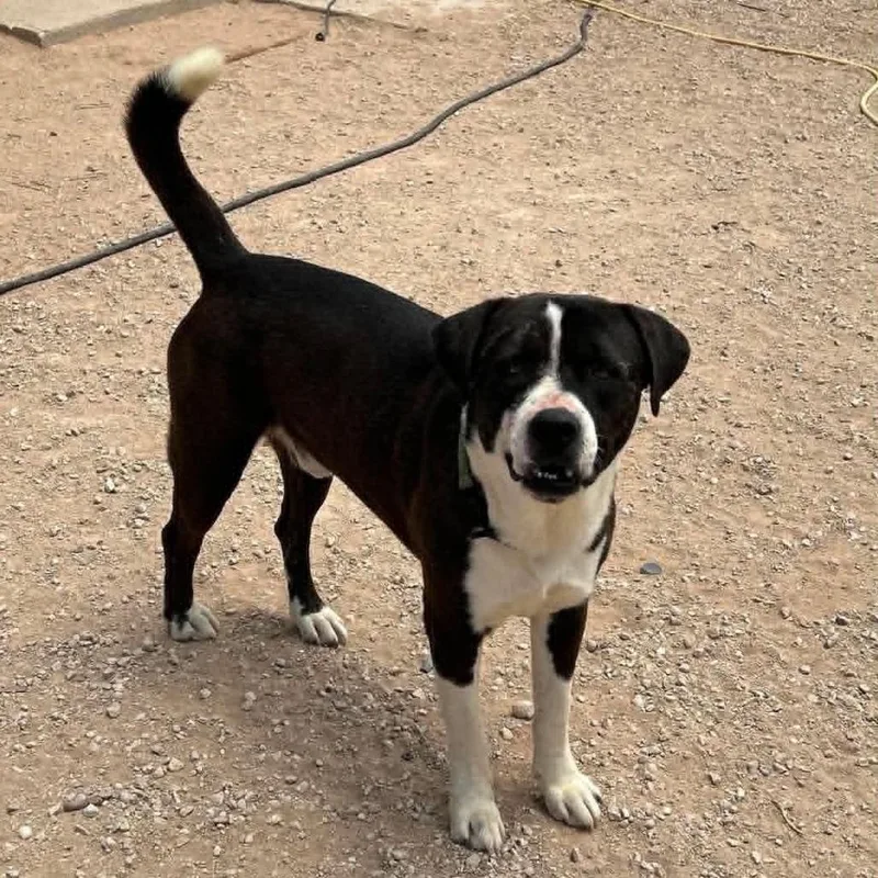 An adult small-sized male Black Pit Bull Terrier dog named Bambino for adoption in Odessa, TX