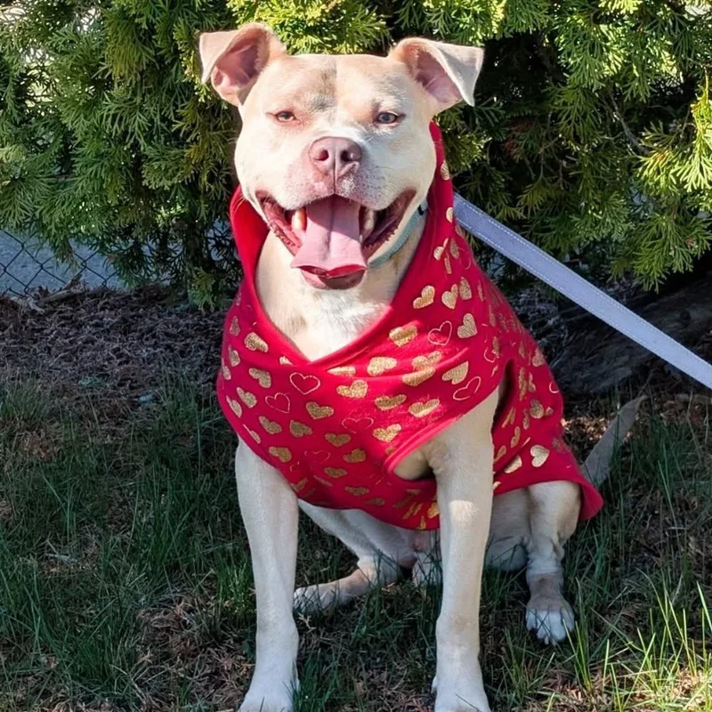 A young large-sized male Apricot / Beige American Staffordshire Terrier dog named Cupid for adoption in Detroit, MI