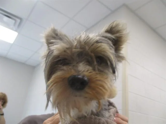 An adult small-sized male Yorkshire Terrier dog named Barry for adoption in Ocala, FL