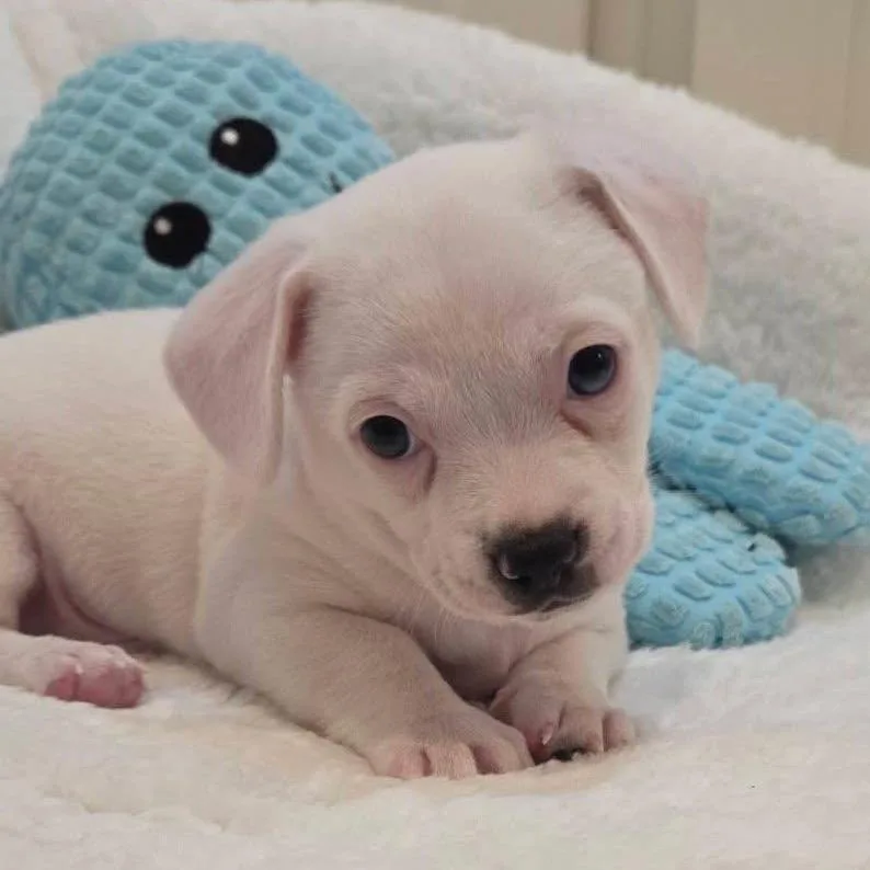 A baby medium-sized male Mixed Breed dog named Tot for adoption in Allen, TX