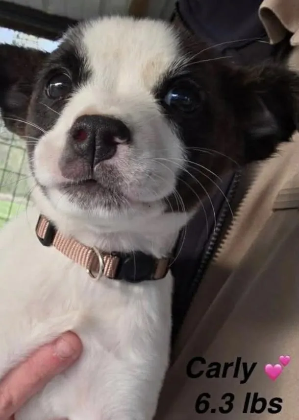 A baby small-sized female Mixed Breed dog named Carly for adoption in Rock Hill, NY