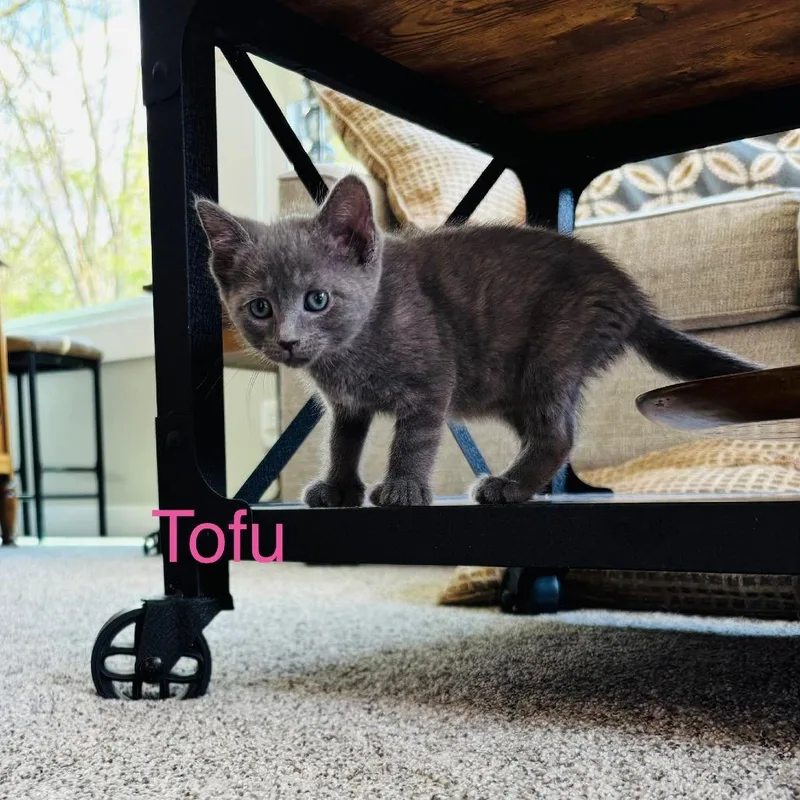 Tofu