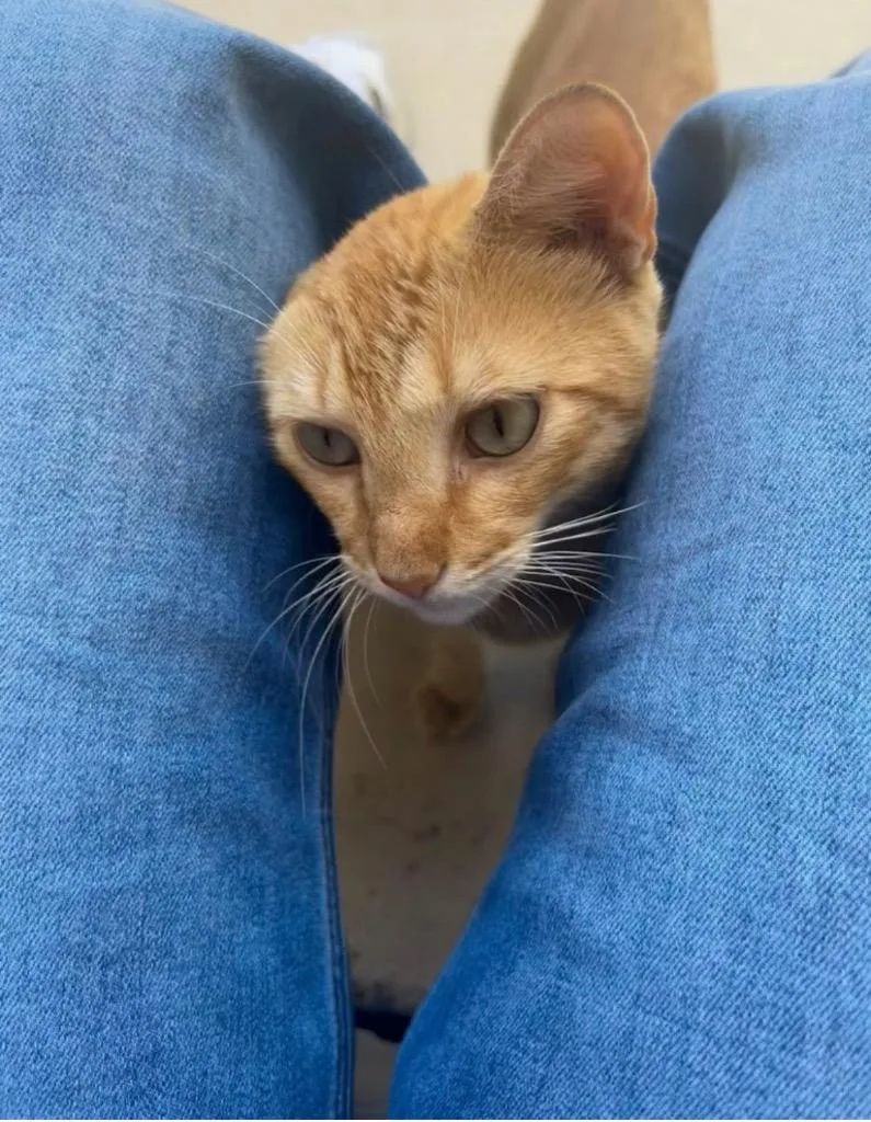 A baby medium-sized male Tabby cat named Meatball for adoption in San Antonio, TX