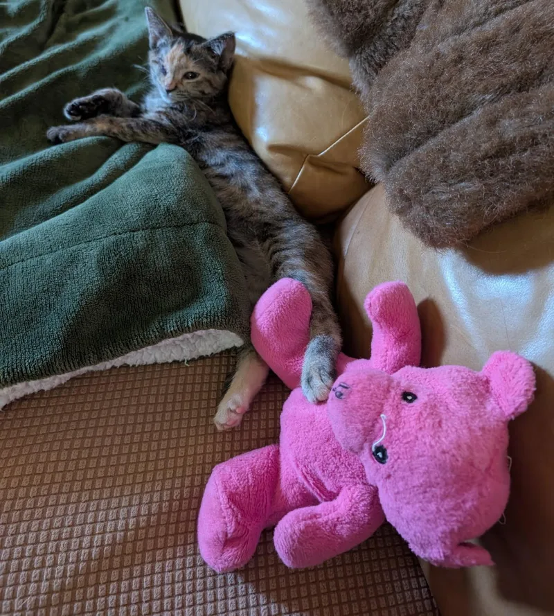 A baby medium-sized female Torbie cat named Candy for adoption in Ypsilanti, MI