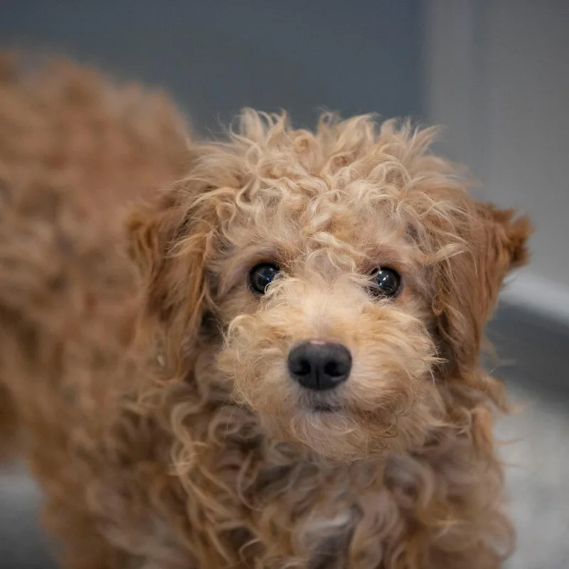 An adult small-sized male Miniature Poodle dog named Kona for adoption in Peyton, CO