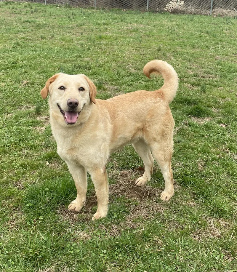 An adult large-sized male White / Cream Mixed Breed dog named Maximus for adoption in Point Pleasant, WV