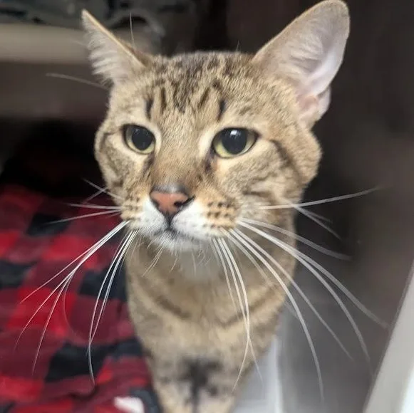 An adult large-sized male Tabby (Brown / Chocolate) Domestic Short Hair cat named Buster for adoption in Springfield, IL
