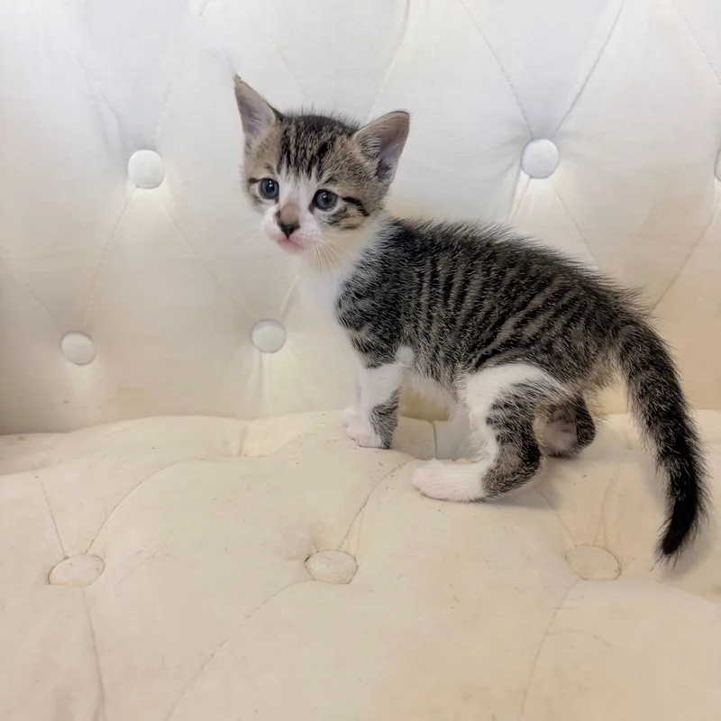 A baby medium-sized male Tabby (Brown / Chocolate) Domestic Short Hair cat named Sprout for adoption in Moriches, NY