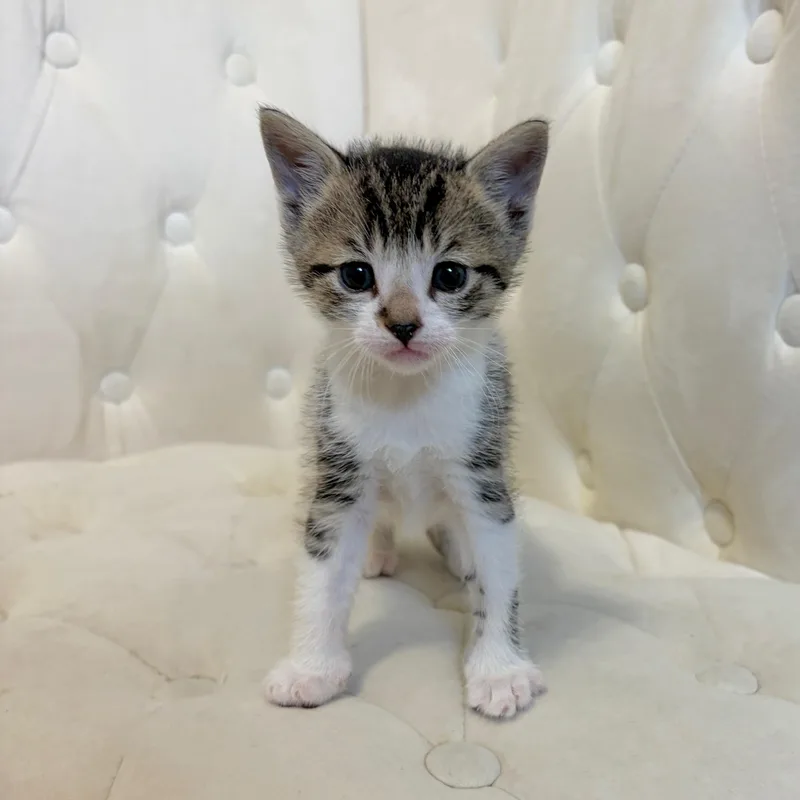 Sprout thumbnail 2