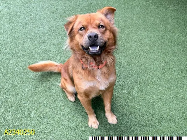 A young medium-sized male Mixed Breed dog named Mister Chowder for adoption in West Palm Beach, FL