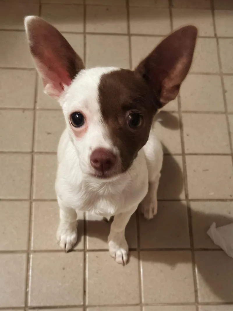 A young small-sized male Chihuahua dog named Sweet Boy for adoption in Nashville, TN