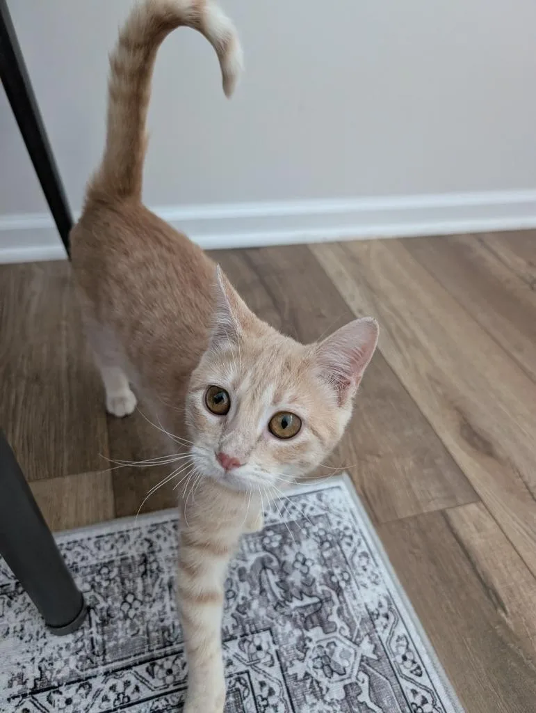 Maple  No Longer thumbnail 2