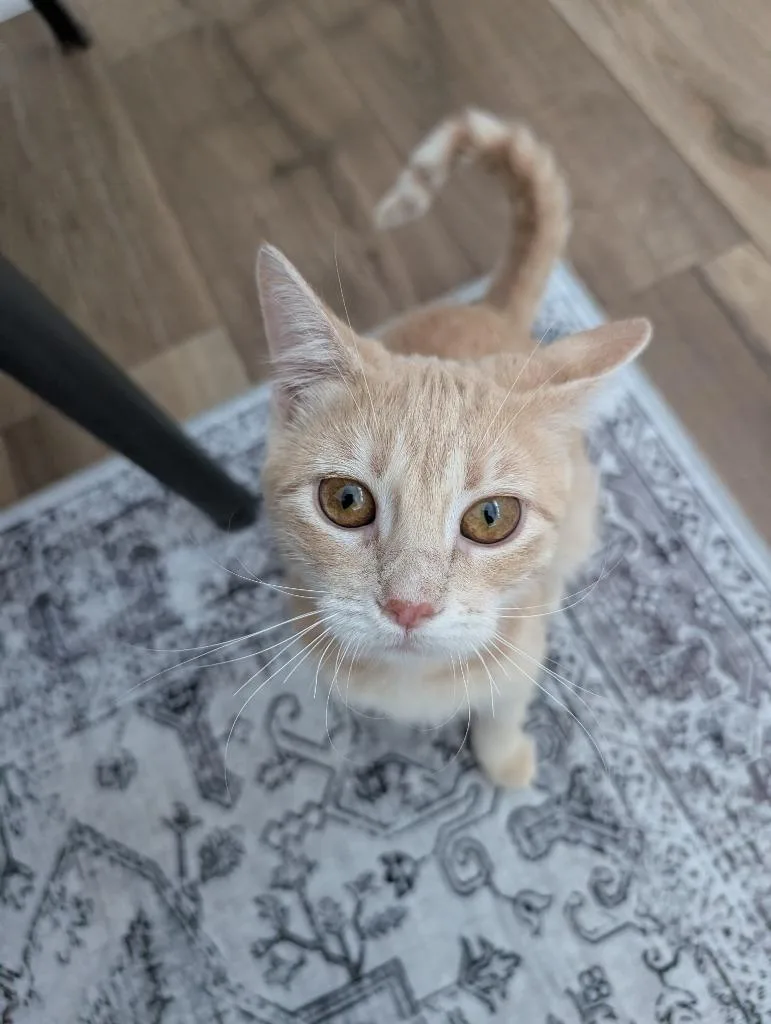 Maple  No Longer thumbnail 4