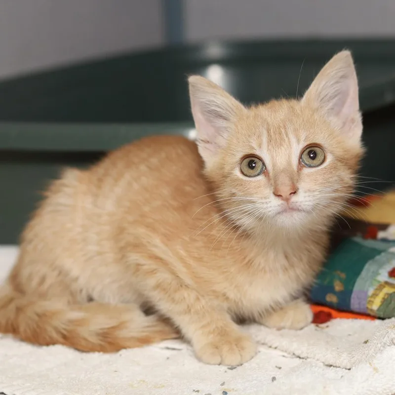 A baby small-sized female Orange / Red Domestic Short Hair cat named Ginger for adoption in Evansville, IN